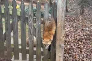 Fox stuck in a fence in Fairfax Countyv
