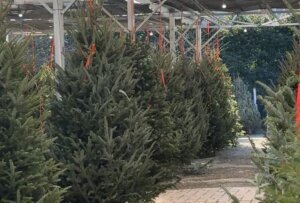 Christmas trees