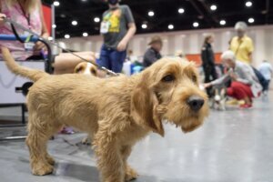 Dogs New Breeds