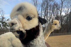 Alpacas