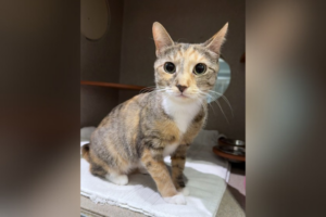 Pet of the Week: Violent