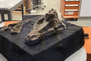Dinosaur skull on display