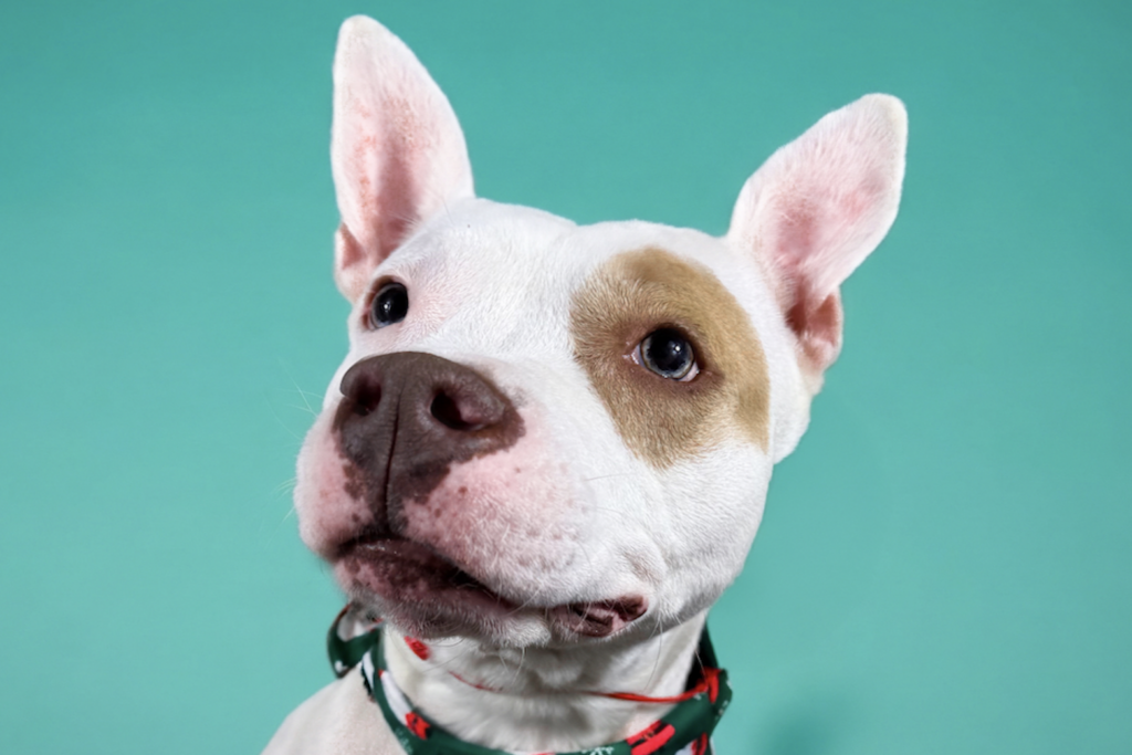 Pet of the Week: Paddy Cake