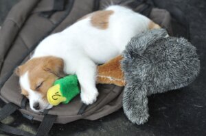 Be Well Music for Dogs
