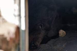 Bear Evicted