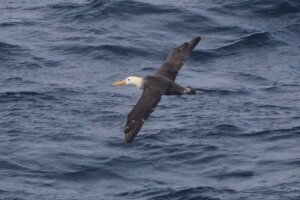 California Rare Bird