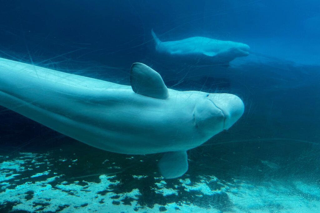 Canada Whales Marineland