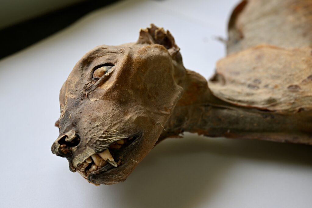 Cheetah Mummies