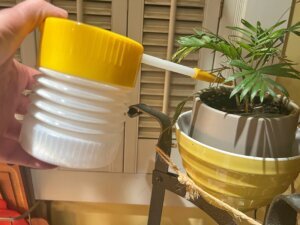 Gardening Houseplant Pests