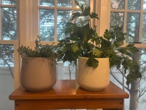 Gardening Indoor Herbs