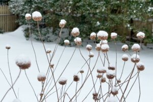Gardening Snow