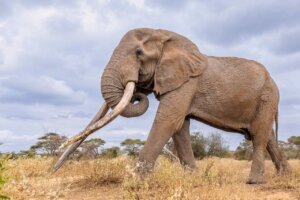 Kenya Beloved Elephant Dies