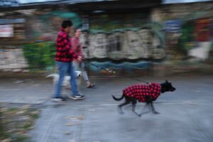 Mexico Earthquake