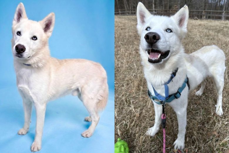 Nordic pet of the week