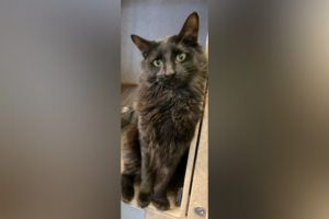 Pet of the Week: Indiana