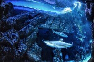 Sharks Losing Teeth