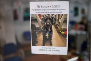 Spain Train Crash Lost Dog
