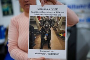 Spain Train Crash Lost Dog
