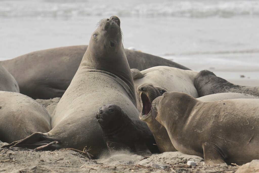 US Elephant Seals