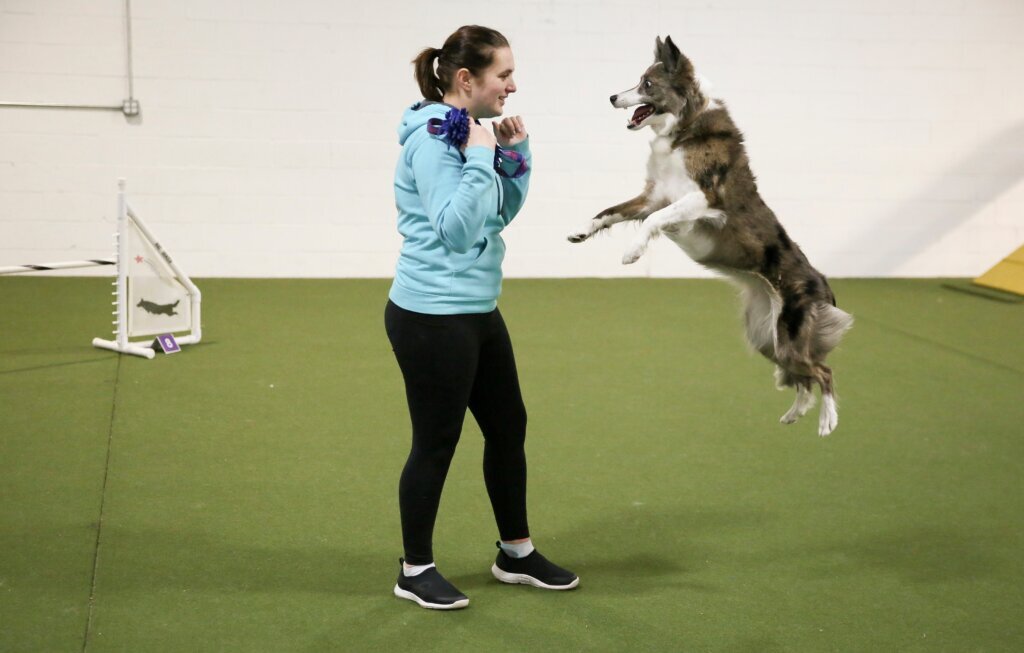 Westminster Dog Show Agility