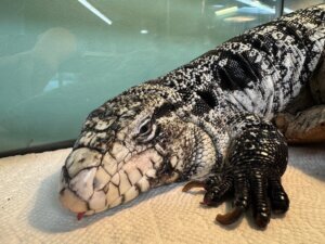 Winter Weather Rescued Lizard