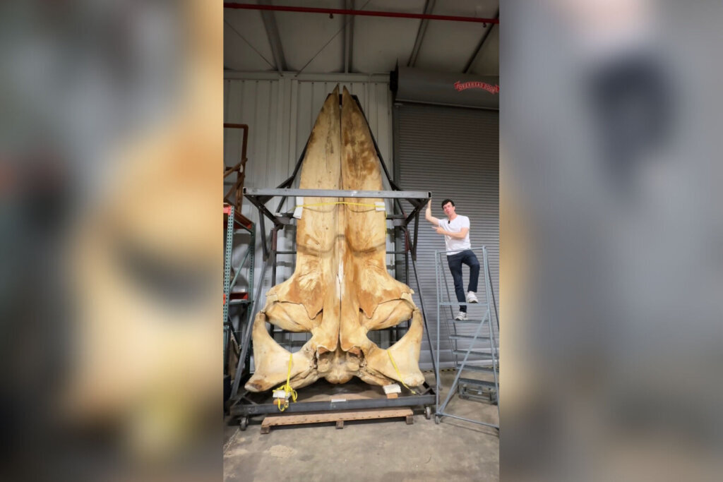 Whale bone