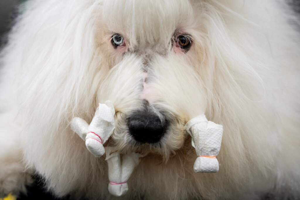 APTOPIX Westminster Dog Show