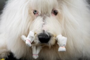 APTOPIX Westminster Dog Show