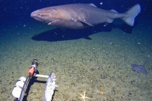 Australia Antarctic Shark