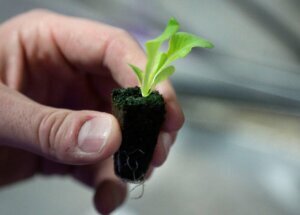 Be Well Climate Choices Vegetable Garden