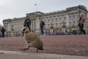 Britain Epstein Andrew