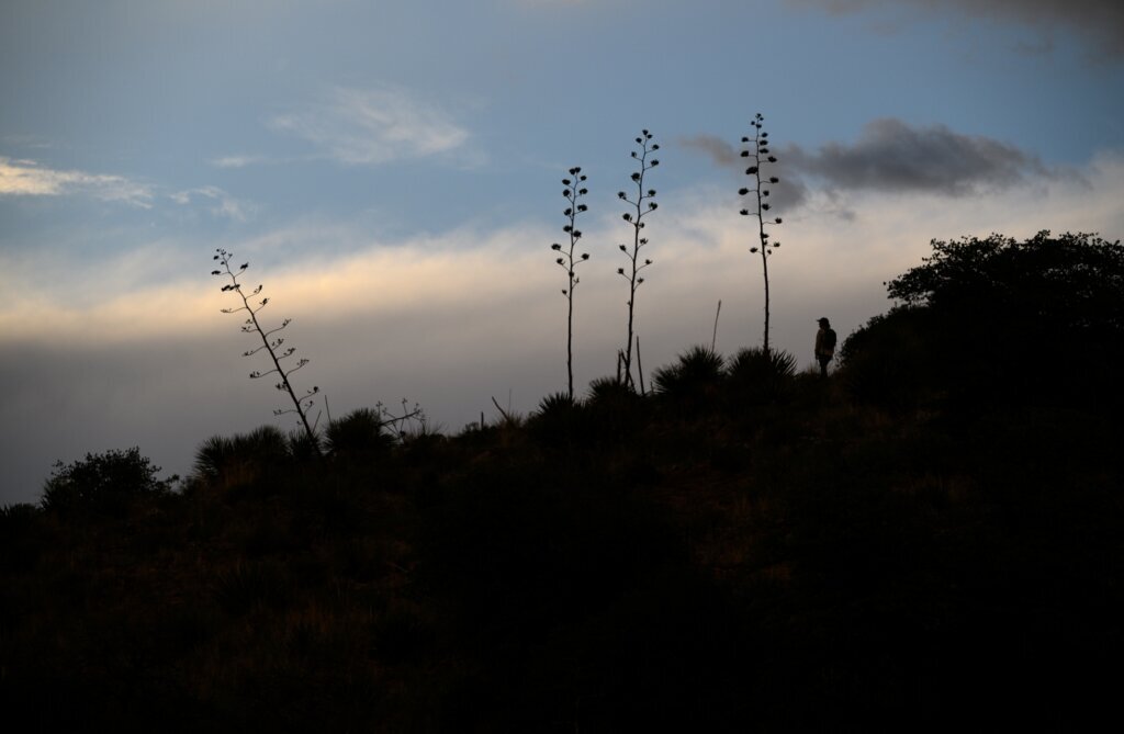 Endangered Bats