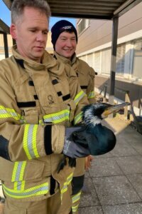 Germany Injured Seabird