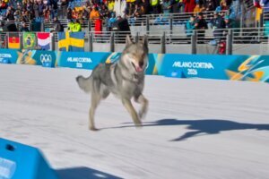 Milan Cortina Olympics Cross Country