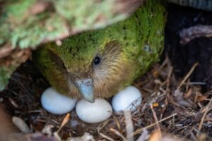 New Zealand Native Parrot