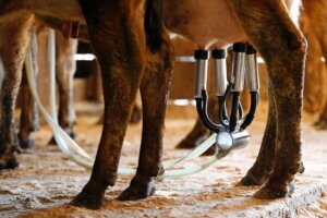 Raw Milk Listeria Death