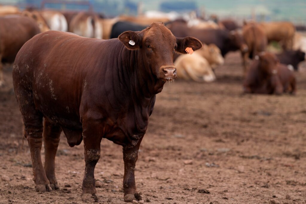 South Africa Cattle Disease