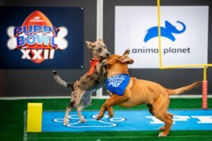 TV Puppy Bowl