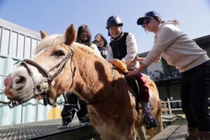 Taiwan Horse Therapy