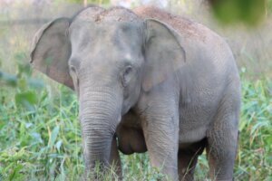 Thailand Elephant Contraception