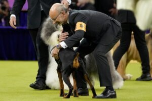 Westminster Dog Show