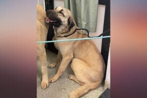 Zora Pet of The Week