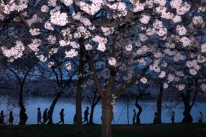 APTOPIX Washington Cherry Blossom