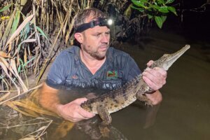 Australia Crocodile