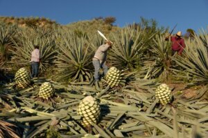 Climate Mexico Mezcal The Process