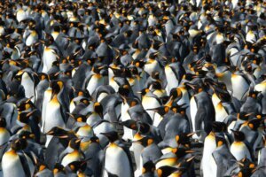 Climate Penguins Adapting