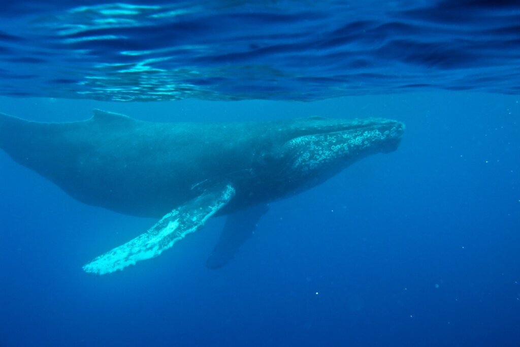 First Whale Recording