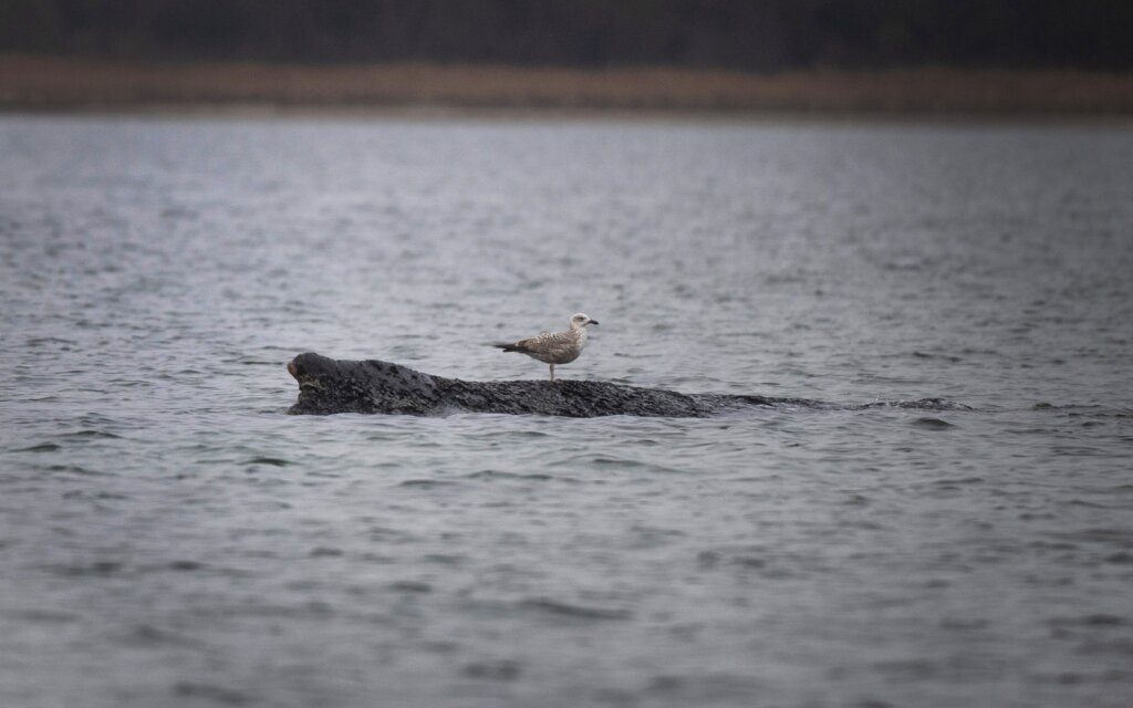Germany Whale Rescue