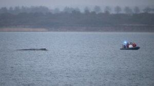 Germany Whale Rescue