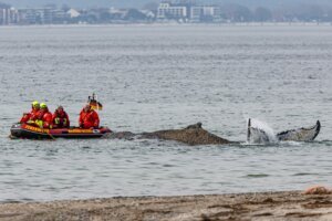 Germany Whale Rescue